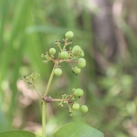 Ixora pavetta Andrews